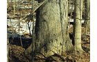 Property photo 5 - 66 Acres Offered in 3 Tracts